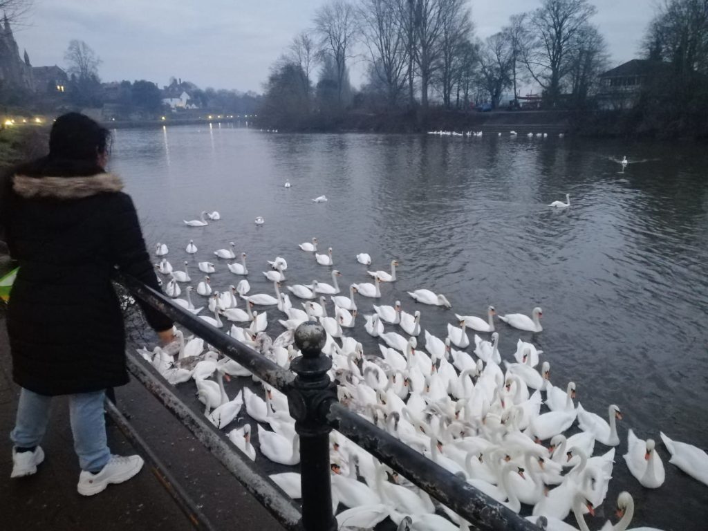 A group of swans gathering for food on a cold winters day