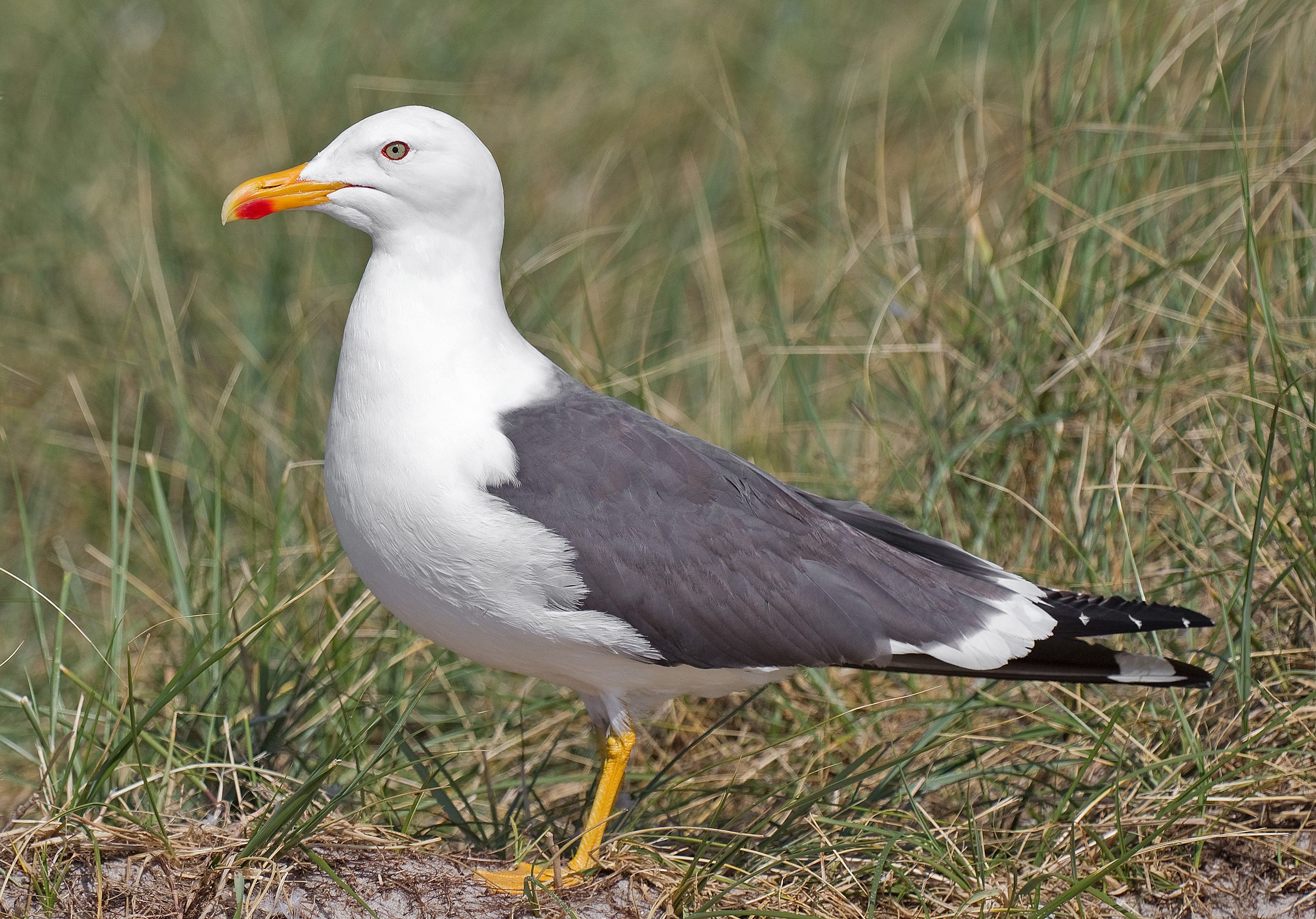 A lesser black-backed gull