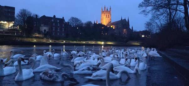 Swans on the river at dusk with the Worcester Cathedral in the background