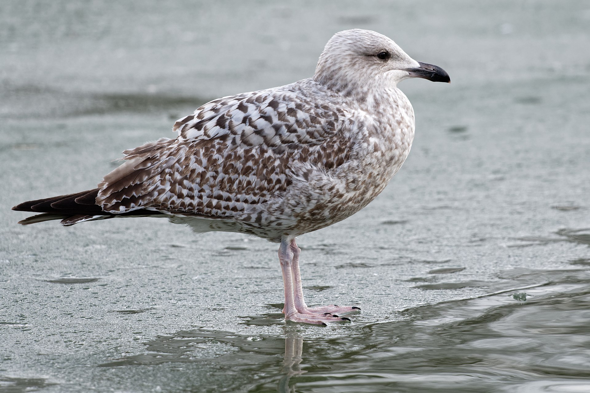 A young herring gull