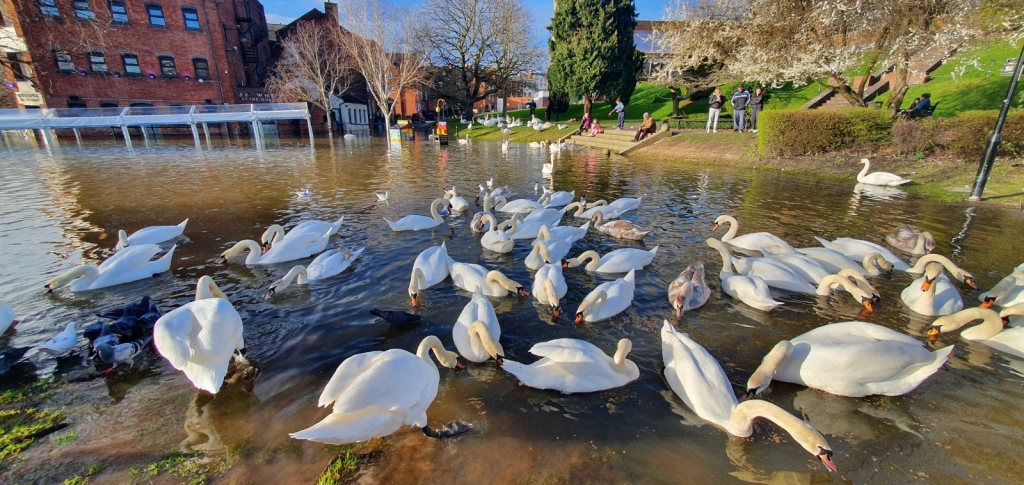 A group of swans on a flooded plaza