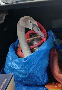 A cygnet that has been rescued