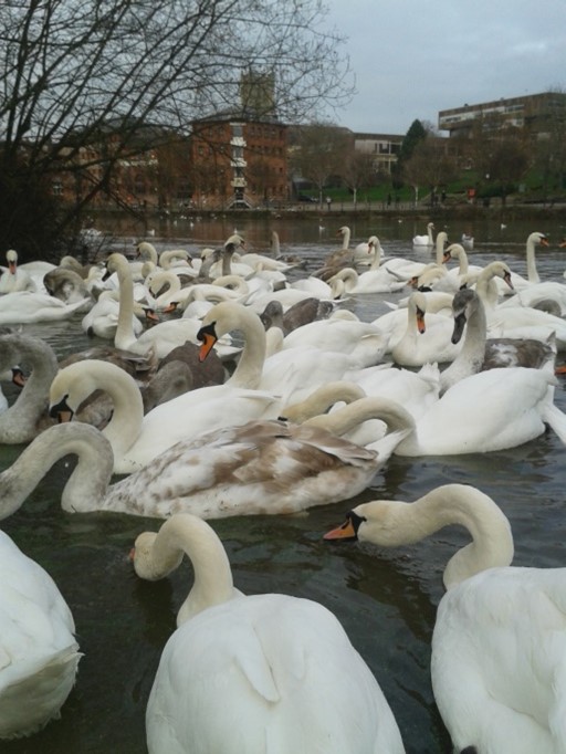 A group of swans on the river