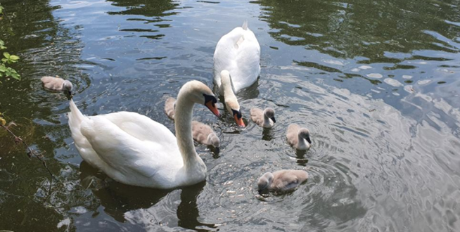A pair of swans with their very young cygnets