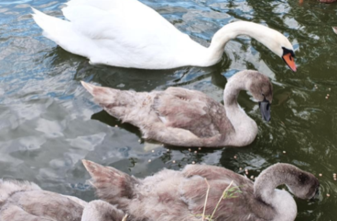 A pair of swans with their older cygnets
