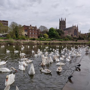 Swans on a river with the Worcester Cathedral in the background