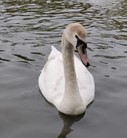 A cygnet becoming an adult swan