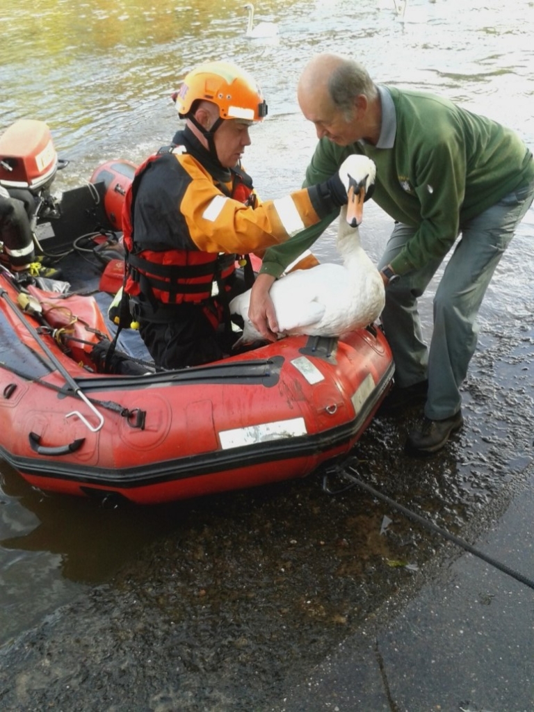 Firefighters assisting with the resue of a swan