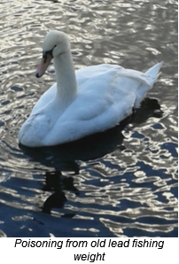 A swan showing signs of illness