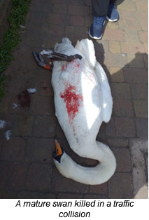 A swan that has perished due to a traffic collision