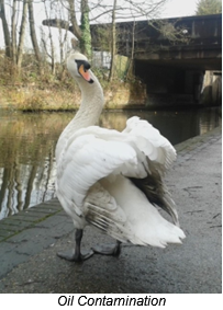 A swan that has been contaminated by an oil spill