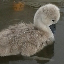 A young cygnet