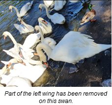 A swan with part of its left wing missing