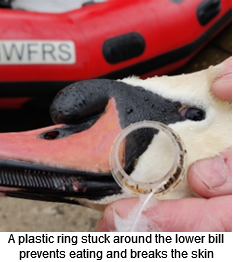 A plastic ring that was removed from the lower bill of a swan