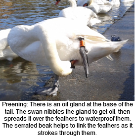A swan grooming itself