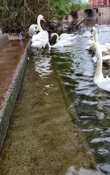 Swans stood on step submerged by water on riverside