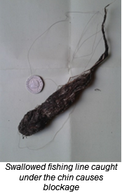 Fishing line that has been recovered