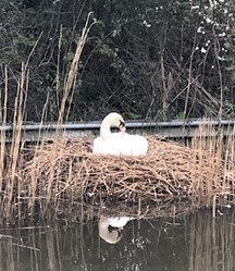 A swan sitting on its nest