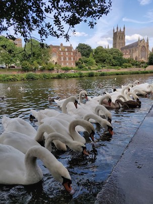 Swans on the river, eating food in a line