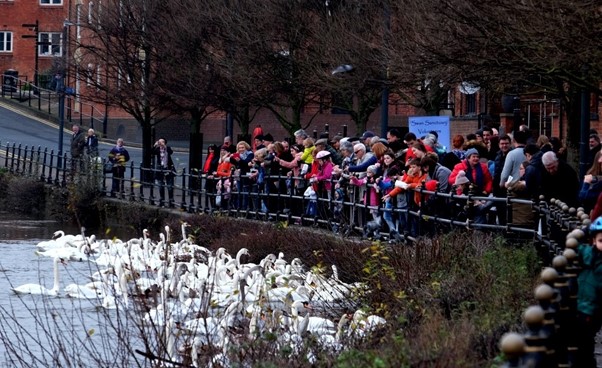 A collection of swans on the river being fed by a large gathering of people