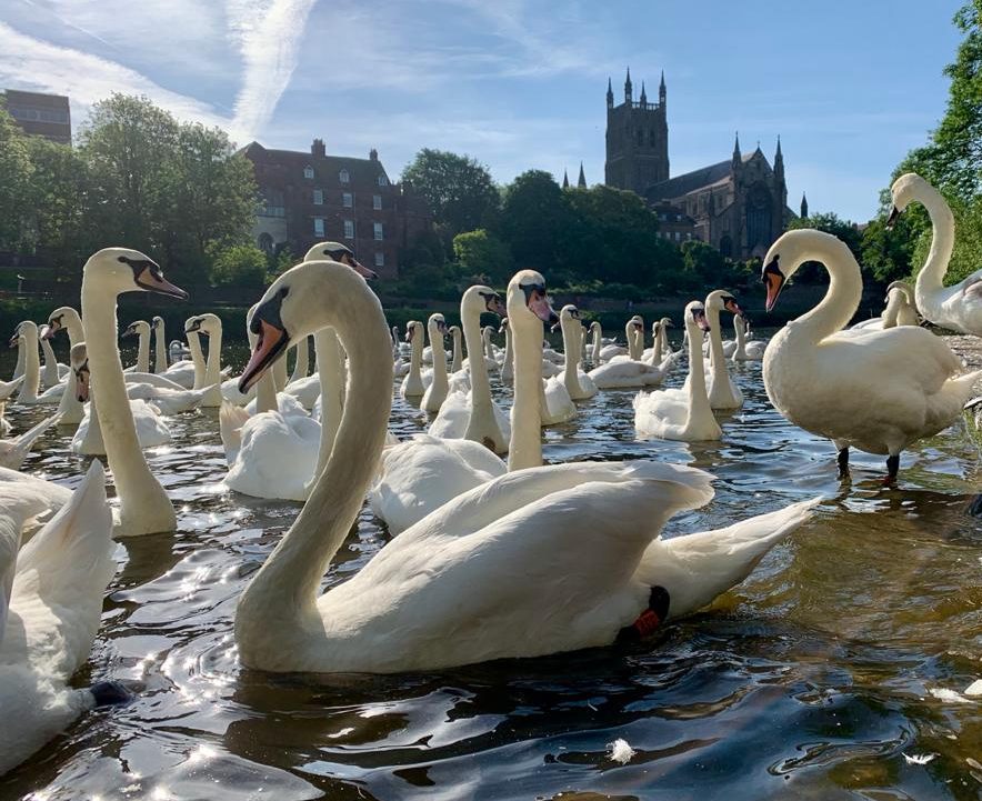 Swans on a midsummer morning on a river
