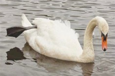 A swan with its foot in the air