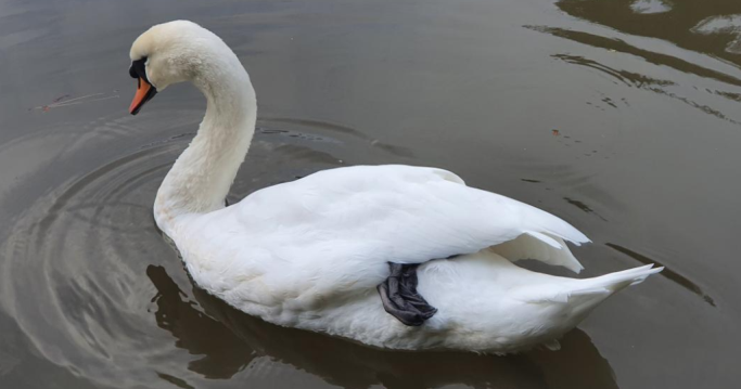 A swan resting its foot as it floats on a body of water
